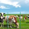 VEVOR 2625Ft 800M Electric Fence Wire Fencing Polywire Horse Cattle Livestock